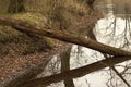 Broken tree bough over the forest river