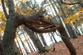 Broken Tree Branch in Woods