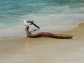 A tree branch in the beach Royalty Free Stock Photo