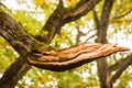 Broken tree branch in the forest Royalty Free Stock Photo