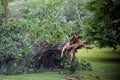 Broken tree branches and trees after a hurricane