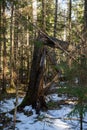 Broken tree with cracked bark in the forest between green conifers and snow on moss Royalty Free Stock Photo