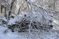 Broken tree fallen down on parked car,damaged car after snowstorm. Royalty Free Stock Photo