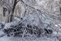 Broken tree fallen down on parked car,damaged car after snowstorm. Royalty Free Stock Photo