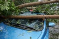 Broken tree fallen on top of parking car Royalty Free Stock Photo