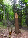 Broken fallen tree in forest starts humification process