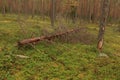 Fallen tree in the forest Royalty Free Stock Photo
