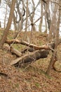 broken tree in the forest