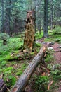 Broken tree in forest Royalty Free Stock Photo