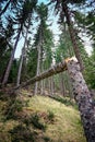 Broken tree in forest vegetation