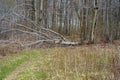 Broken tree in a forest after a wind storm