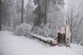 Broken tree in the forest, winter and snow Royalty Free Stock Photo