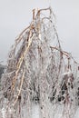 Broken tree after freezing rain storm