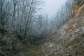 Broken tree. frost on the trees. landscape