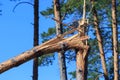 A broken tree in half. As a result of the hurricane