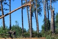 A broken tree in half. As a result of the hurricane