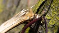 A Broken Tree Limb After a Storm Royalty Free Stock Photo