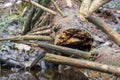 A broken tree is lying on the grass in the forest. Deadwood. Dry branches stick out in all directions Royalty Free Stock Photo