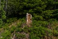 Broken tree in the middle of green leafs and plants Royalty Free Stock Photo