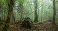 Broken tree and misty stand in background Royalty Free Stock Photo