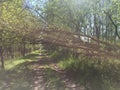 Broken tree over dirt path Royalty Free Stock Photo