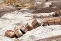 Broken Tree in Petrified Forest National Park