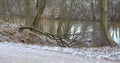 Broken tree on the riverbank in a winter forest park Royalty Free Stock Photo