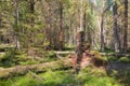 Broken tree roots partly declined inside coniferous stand