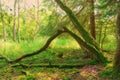 Broken tree stem in the forest with soft light Royalty Free Stock Photo