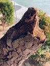 broken tree stock image, details, wood texture
