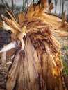 Broken tree after the storm