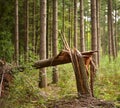 A broken tree after a storm in a forest during autumn season.