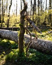 A broken tree in the sunlit forest called Dalby SÃÂ¶derskog in southern Sweden