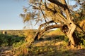 Broken tree in sunset light