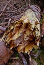 A broken tree trunk is a close-up in the forest. Royalty Free Stock Photo