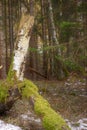 broken tree trunk covered in moss Royalty Free Stock Photo
