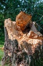 Broken tree trunk by a storm