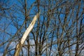 Broken Tree Trunk Among Leafless Branches Against Blue Sky Royalty Free Stock Photo