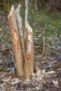 Broken tree trunk with traces of beaver teeth, vertical Royalty Free Stock Photo