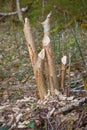 Broken tree trunk with traces of beaver teeth, vertical Royalty Free Stock Photo