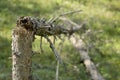 Broken tree trunk in the woods. fallen trees Royalty Free Stock Photo