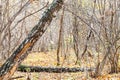 Trunks and path to meadow covered by fallen leaves