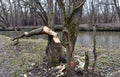 A broken Tree that was chewed by a beaver.The tree is in the Park, almost in the center of the city Royalty Free Stock Photo