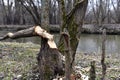 A broken Tree that was chewed by a beaver.The tree is in the Park, almost in the center of the city. Royalty Free Stock Photo