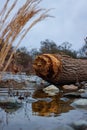 Broken tree in water with reflection against nature background Royalty Free Stock Photo