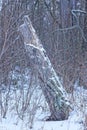 broken tree in white snow in the winter forest Royalty Free Stock Photo