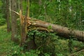 Broken Tree in the Wild Alpine Forest, Cracked Trunk Royalty Free Stock Photo