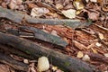 Broken trees in the autumn forest. Close-up.