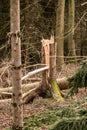 Broken trees after a big storm with big squalls Royalty Free Stock Photo