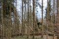 Broken trees after a big storm with big squalls Royalty Free Stock Photo